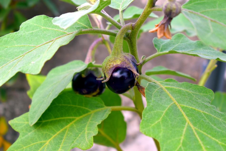 small eggplant fruits on a bush
