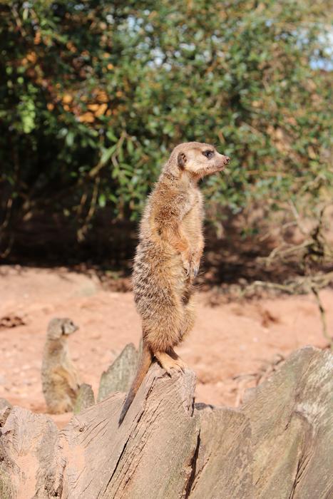 Meerkat Cute Curious