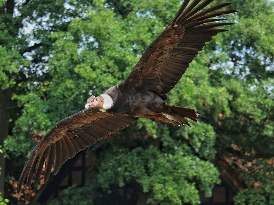 Andean Condor Raptor