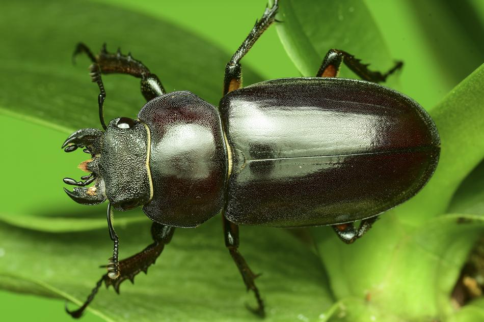 The Deer Bug Stag Beetle
