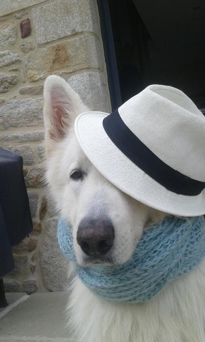 Swiss White Shepherd Dog In