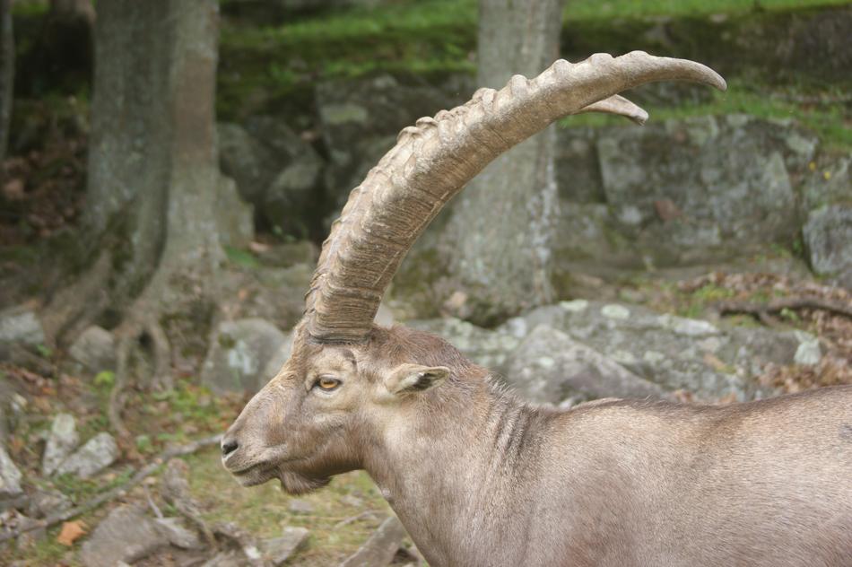 Ibex Animal Alpine