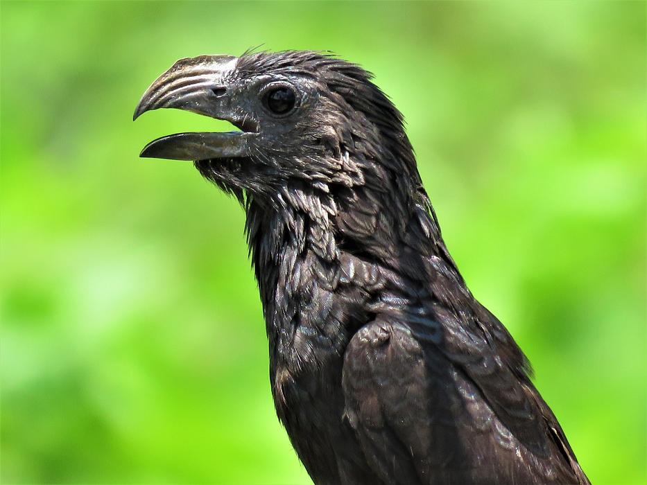 Groove-Billed Ani Groove