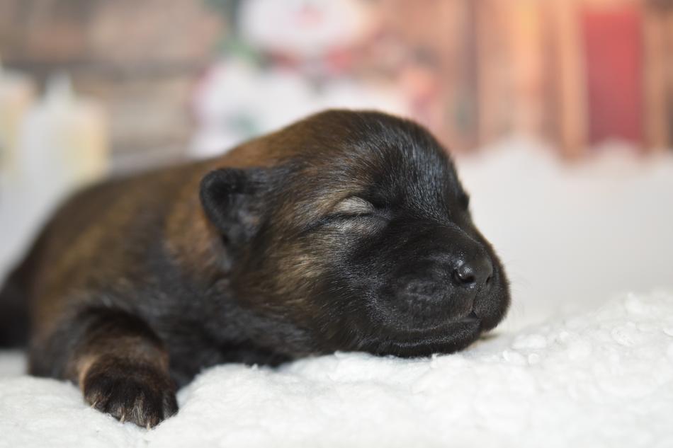 Dog Puppy Eurasier New