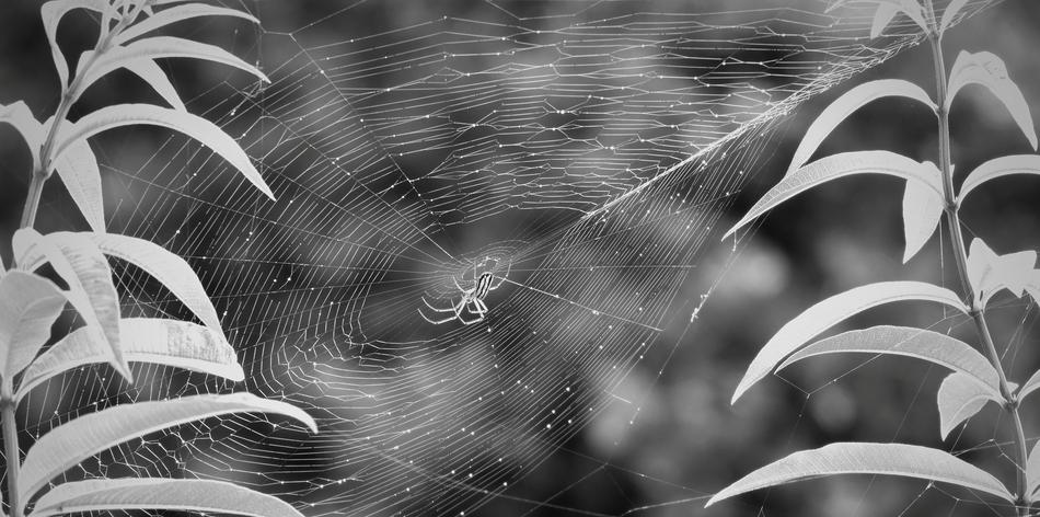 Black And White Garden Insect