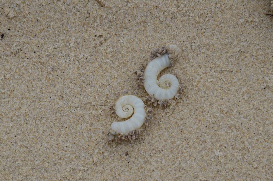 Shells Beach