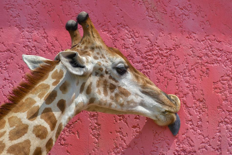 Giraffe Head Language
