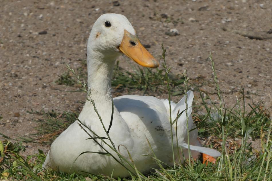happy duck in the grass