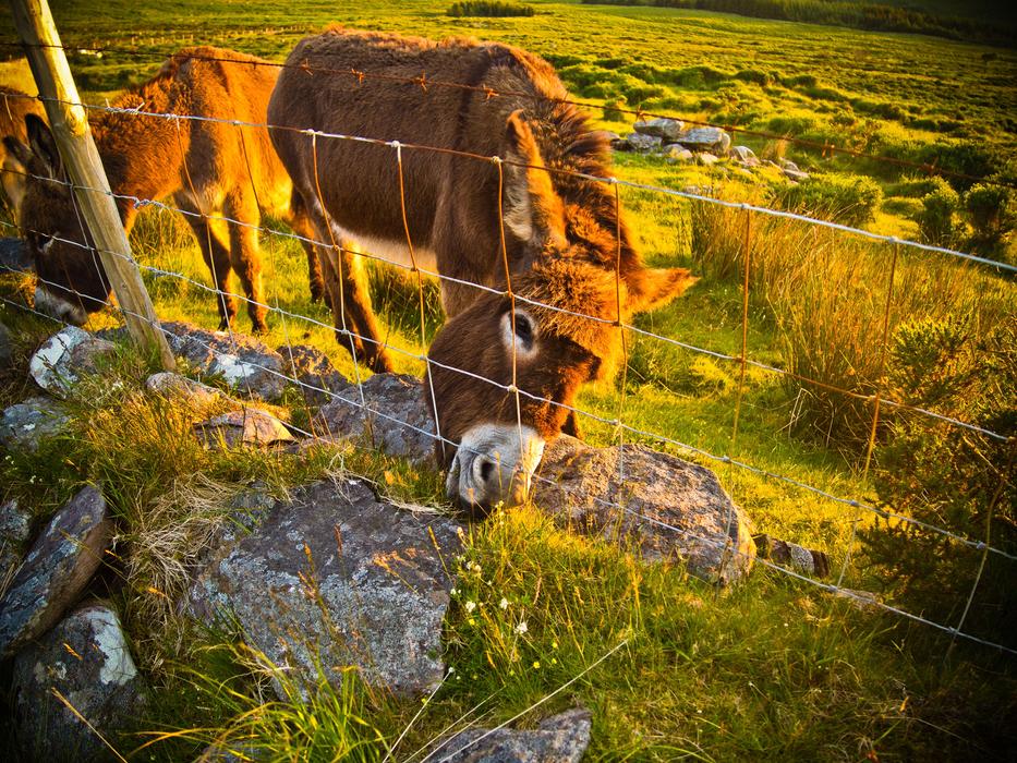 Donkey Farm Grass