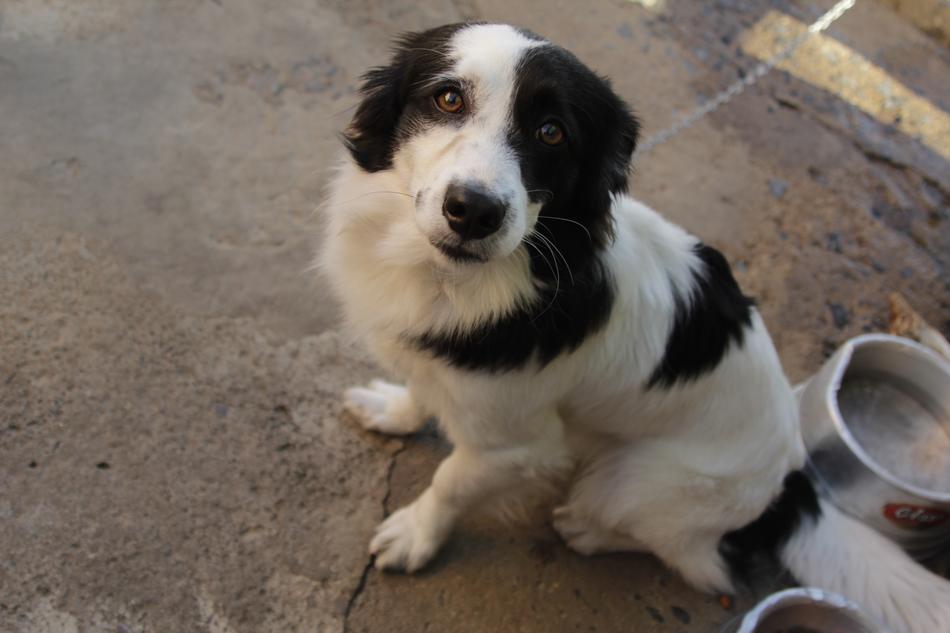 Pet Dog Animal Portrait