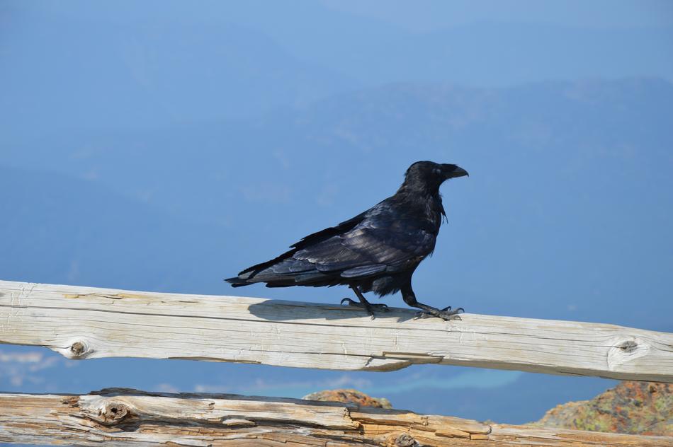 Canada Bird Black
