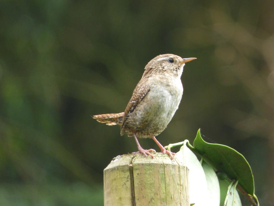 Wren Bird