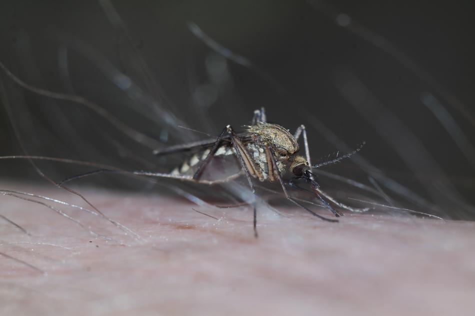 Komarzyca Insect Macro Winged