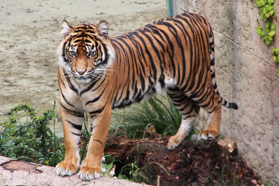 Tiger Zoo Predator Animal