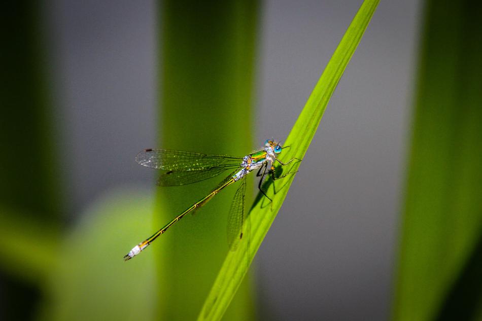 Dragonfly Eyes Blade Of Grass
