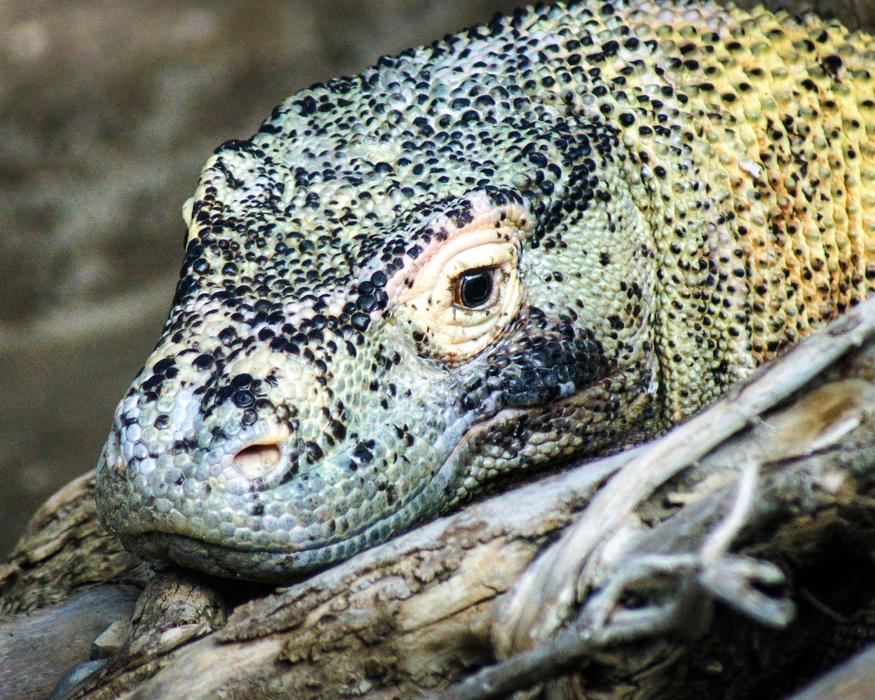 Komodo Dragon Lizard Monitor