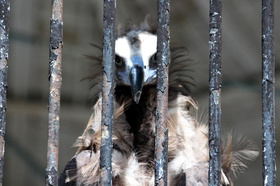 Vulture Aegypius monachus
