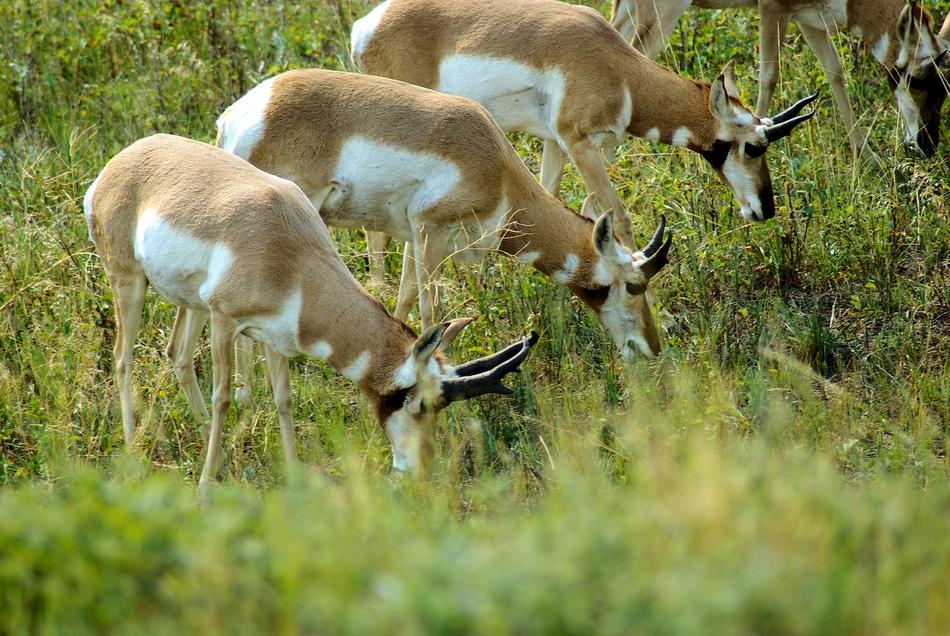 South Dakota Antelope