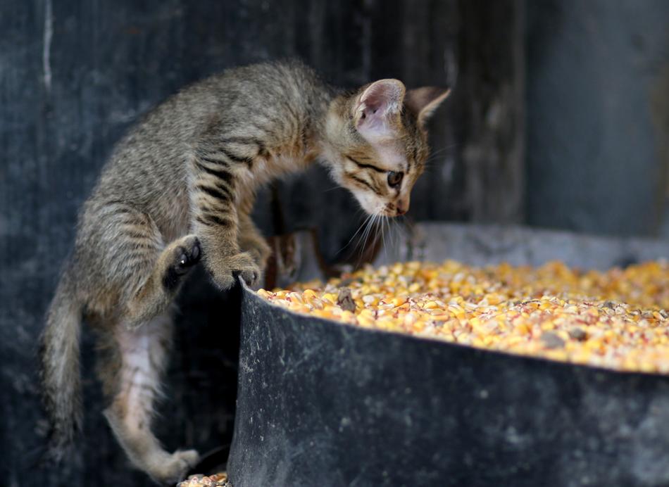 Cat Small Animals