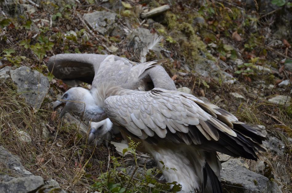 Vulture Bird Scavengers