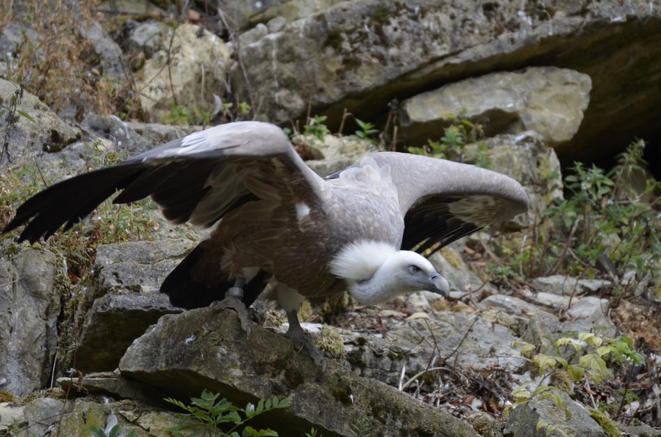 Vulture Bird Scavengers