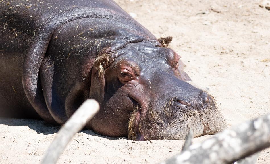 Hippopotamus Hippo Africa