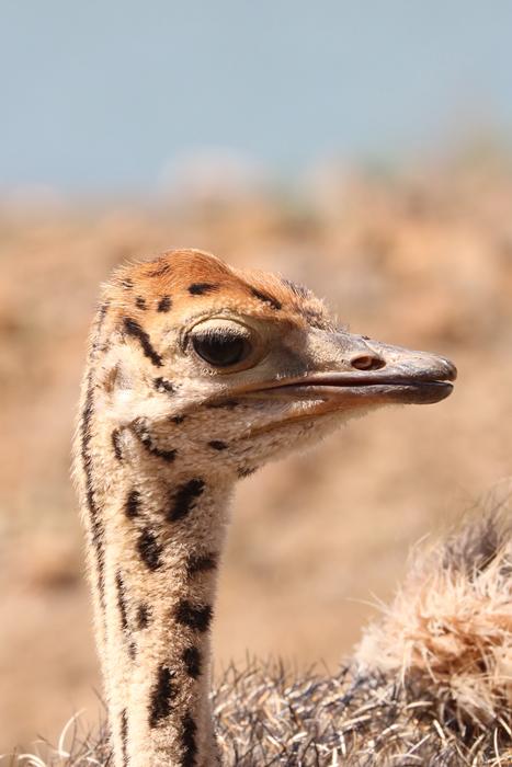 ostrich head in spots