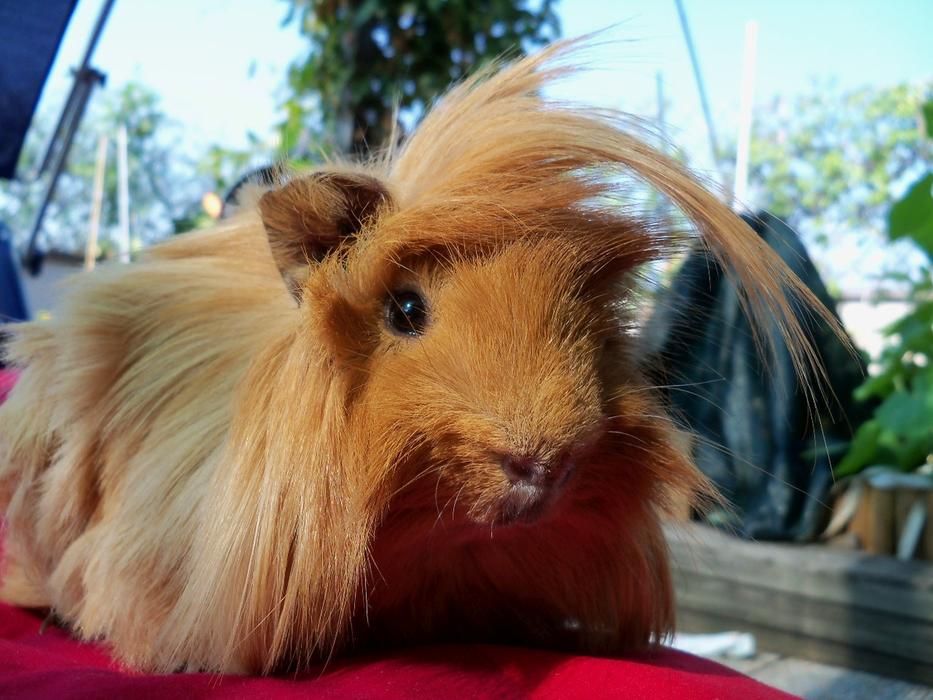 The Guinea Pig Peruvian