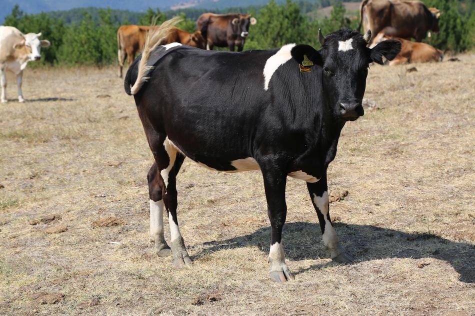 black cow with white spots