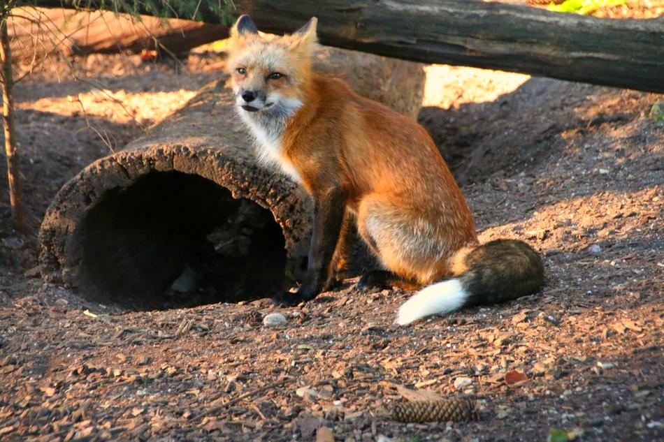 Fox Red Hair