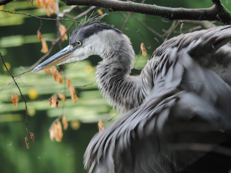 Heron Bird Animal Grey