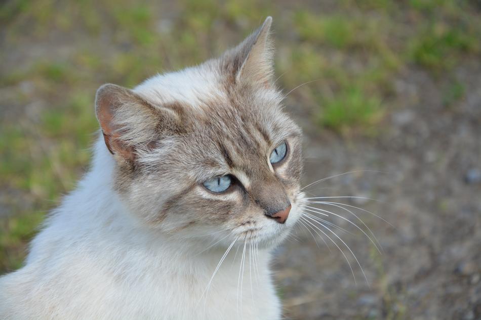 Young Cat Domestic Animal Mammal