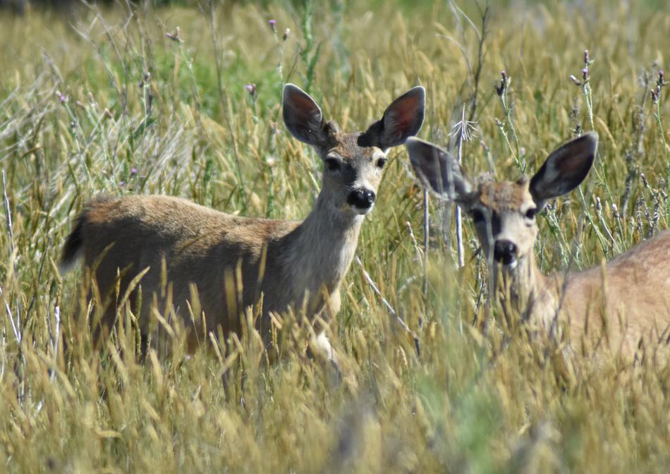 Deer Wildlife Animal