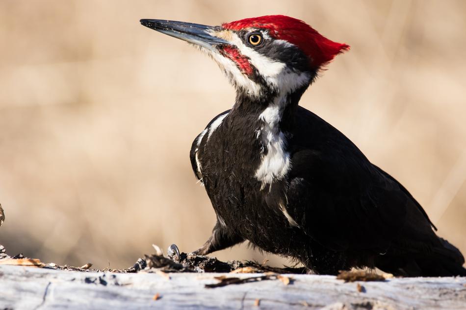 Woodpecker Bird Wildlife