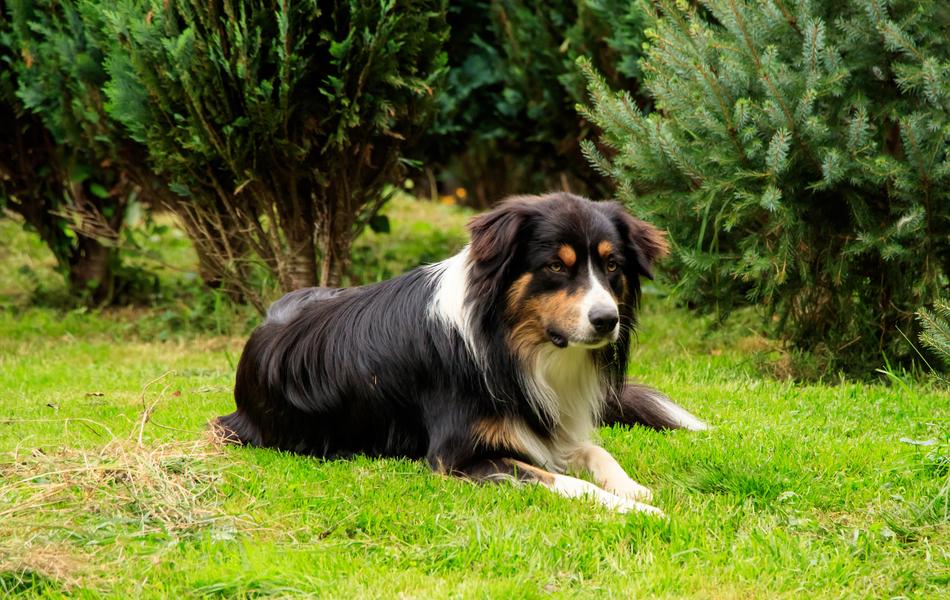 Dog Herding Aussi