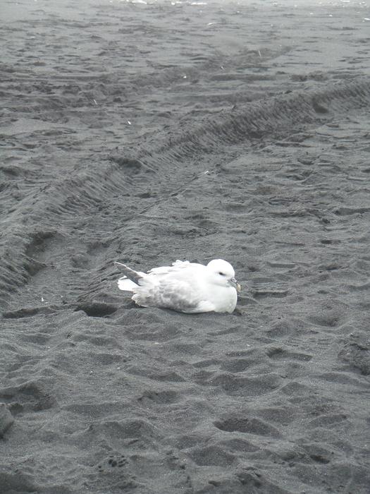 Seagull Beach Bird