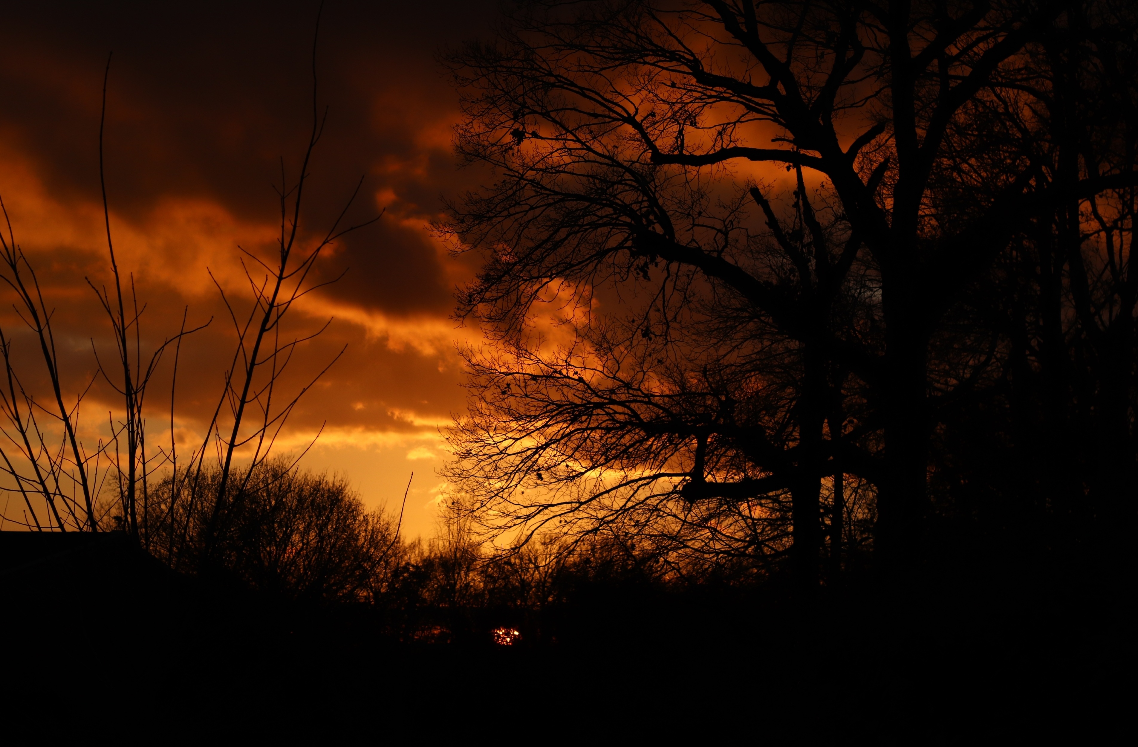 Fire Sunset Trees free image download