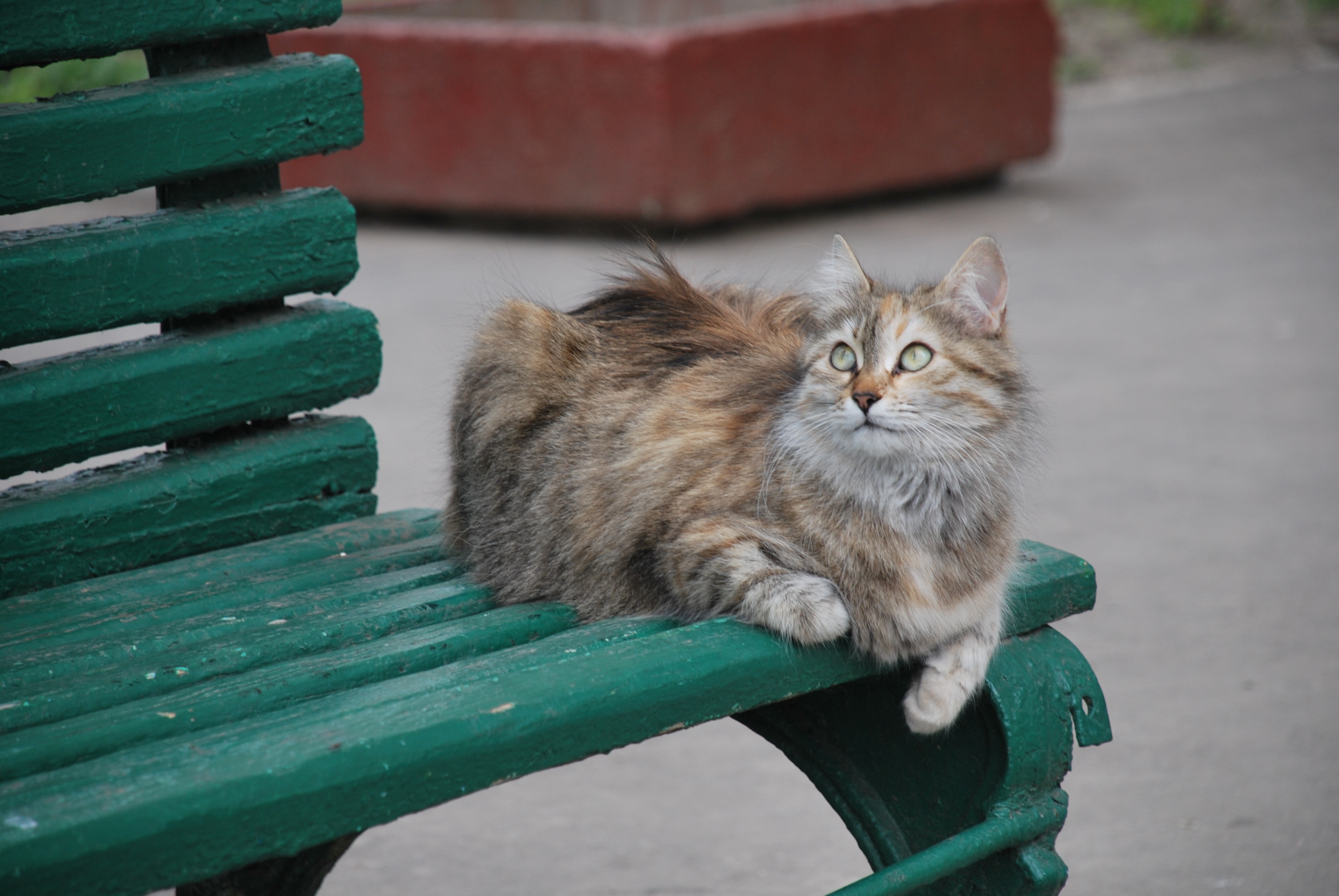 Bench Cat Free Image Download