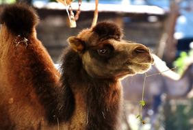 Camel Zoo Animal