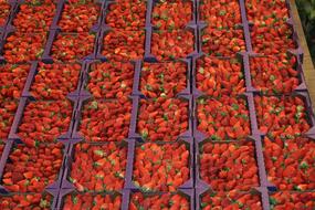 sweet strawberries harvest in a box