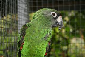 Jardine'S Parrot Bird