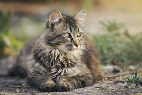 Cat Animal Pet