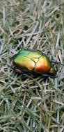 Bug Beetle Amazing