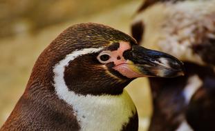 brown Penguin Water bird portrait
