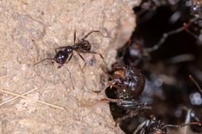 Ant Insect Macro
