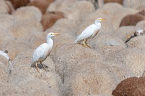 Bird Egret Animal
