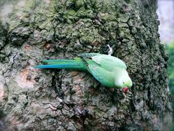 Parrot Hyde Park