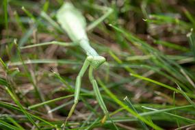 Praying Mantis I