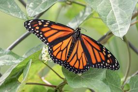 Butterfly Insect Fly