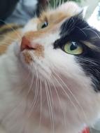 Cat Eyes Animal